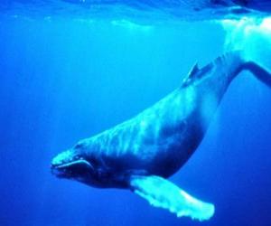 yapboz Mavi balinalar, mavi balina en büyük hayvan şimdiye kadar Dünya üzerinde yaşamış olan